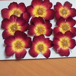 押し花商品【バラ　9輪】