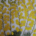 押し花素材 ミモザ