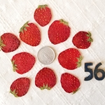 送料無料　お買い得いちご56　押しフルーツ　ハンドメイド　素材　パーツ　ドライ苺　押し花　飾り　春