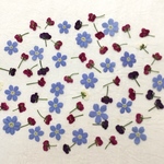 押し花71 アソート