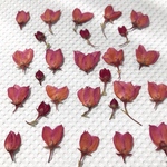 ボロニア 押し花