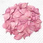 桃の花びら 押し花