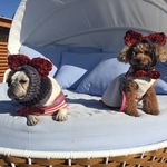 魔女っ子デカリボンのニット帽   