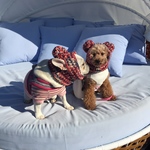 ポンポンニット帽  トリコロール