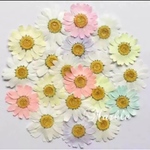 パステルノースポール＊押し花素材