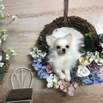 羊毛フェルト チワワのフラワーリース 