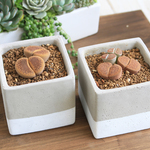 【1点もの】レアな多肉植物　リトープス寄せ植え