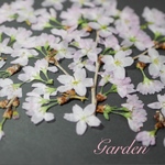押し花花材【2019年産・桜】