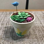 【在庫処分セール】ミモザ鉢多肉ちゃん寄せ植え 