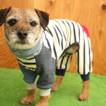 犬服 クシュクシュ モンキー ロンパース ボーダー×星（水色）　赤のお尻