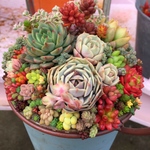 多肉植物 カラフル寄せ植え
