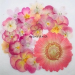 368.押し花アソート〜ピンクイエロー系 ガーベラ 小花 mix 押し花素材