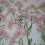 押し花素材。ライスフラワー