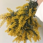 ミモザ