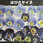 押し花　素材　　ビオラ (１９枚)　１３１
