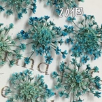 レースフラワーのドライフラワー emerald blue gradation