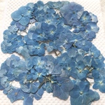 アジサイ ブルー➀ 押し花