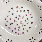 アリッサム19(押し花)