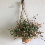 ハンギングプランター  斑点入りワイヤープランツ スポットライト