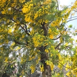 miii様オーダーページ✧︎*。<結婚証明書>