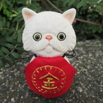 金太郎・エキゾチックショートヘア①