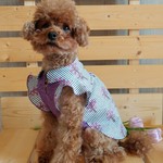 フリルシャツワンピ