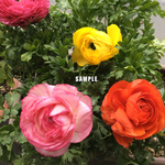 22.ラナンキュラス