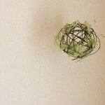 koro-koro・5