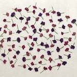 押し花75 アリッサム無着色