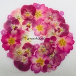 370.押し花アソート〜ピンク系 ビオラ 押し花素材