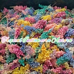 ハーバリウム花材・tropicalカラーインディアンコーンオーロララメ