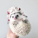 小動物用帽子 パイロット帽  白 (cap for small animals)