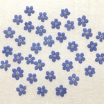 押し花77 忘れな草