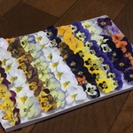 お花屋さんが作った本日のドライフラワーmix   あ-⑤