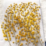 ミモザ押し花➂