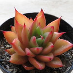 多肉植物　”赤い星”