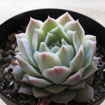 多肉植物　”ファルラックス静月”