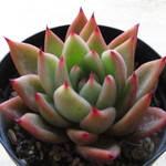 多肉植物　"ミカエル"