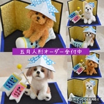 お好きなわんこで五月人形オーダー受付中🎏