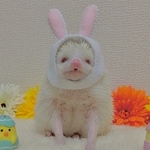 マスコット顔ハメ（しろうさぎ）