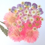 【押し花】金菊・ビオラ・ノースポール他