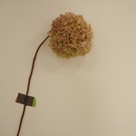 ドライ 紫陽花