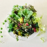 多肉植物 可愛いカット苗 説明書付