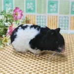 マロクロママ様専用ページ🐹🐹