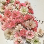 かすみ草 ドライフラワー 春mix💕