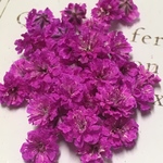 かすみ草 ドライフラワー violet bloom