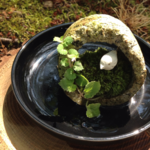 まめ苔(小鳥の棲家)