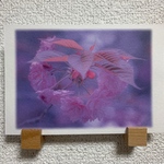 和紙プリントの優しい写真№２「ハートの桜」