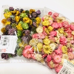 チーゼルフラワー  花材  大地農園  ドライフラワー