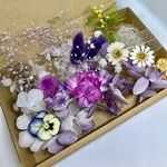 ビオラ ノースポール 春満開ハーバリウ花材 ドライフラワー  花材セット